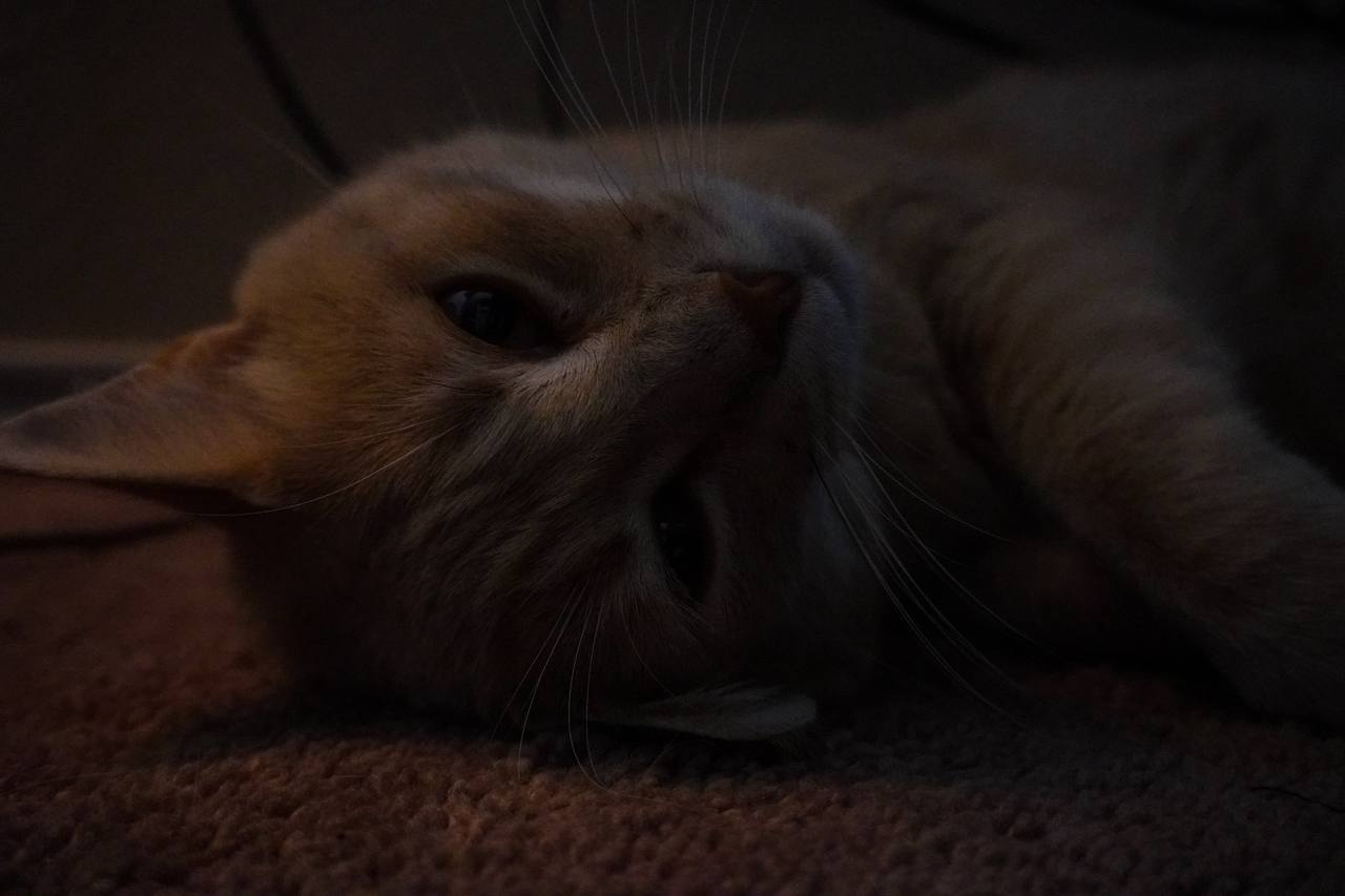 Cream-colored cat lying on carpet in dim indoor light