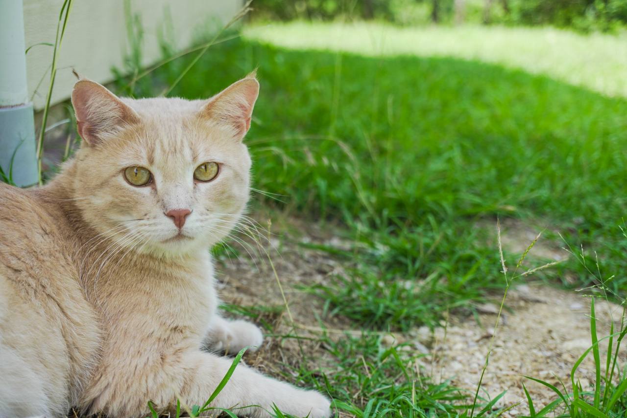 Close-up portrait of a cream-colored cat outdoors with green grass behind