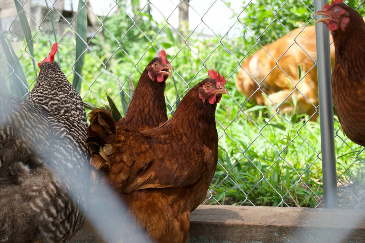 Backyard chickens behind a chain-link fence