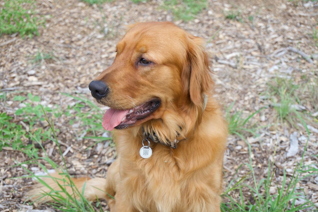 Golden Retriever sitting outside on the homestead