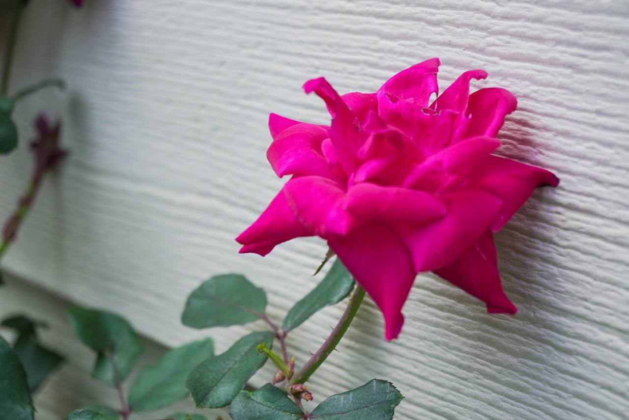 Pink rose blooming against white exterior siding